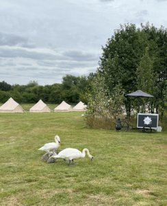 glamping swans